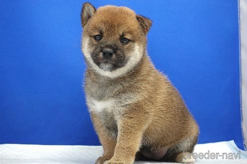 成約済の愛知県の柴犬-185146の16枚目